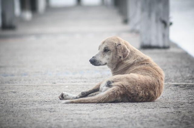 Aprueban ley que amplía la cobertura SOAT para animales, pese al potencial peligro denunciado