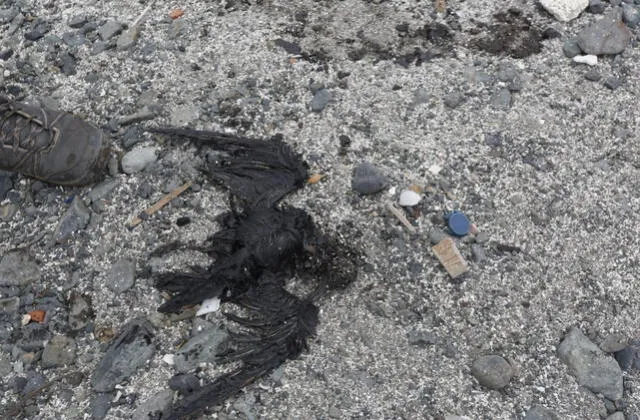 Decenas de animales han muerto por el petróleo derramado de Repsol. Foto: Carlos Felix / La República