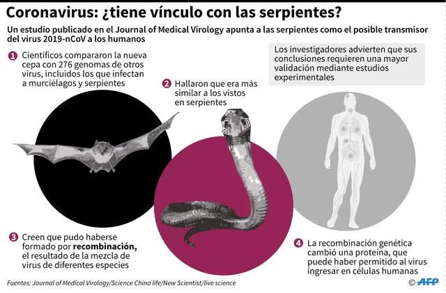 La serpiente como posible transmisor del coronavirus. Foto: AFP