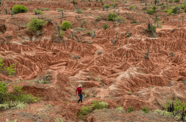 El fósil fue encontrado en el desierto de la Tatacoa, ubicado en el centro de Colombia. Esta región es famosa por sus formaciones geológicas y descubrimientos paleontológicos. Foto: The New York Times   