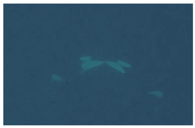 Las dos orcas salvajes frente a frente. Foto: Almunia / Oceans Las dos orcas salvajes frente a frente. Foto: Almunia / Oceans