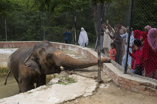 Kaavan, el elefante deprimido, será liberado después de vivir 35 años en zoológico