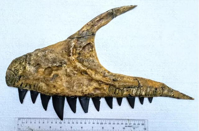 Una reconstrucción de la mandíbula superior y los dientes de Ulughbegsaurus. Foto: Estudios de Dinosaur Valley