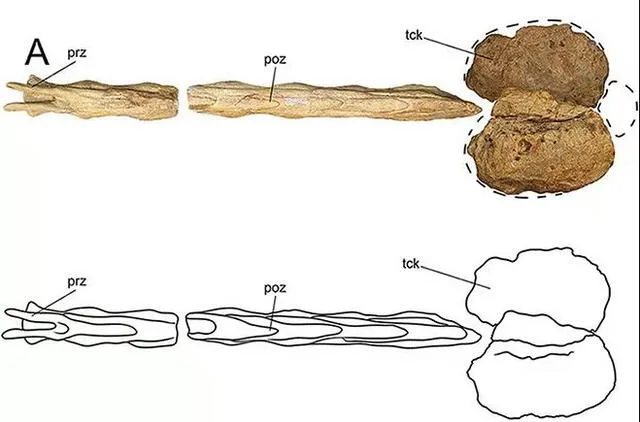 El análisis del fósil se realizó mediante tecnología avanzada de escaneo 3D, lo que permitió identificar características anatómicas únicas y preservar el estado del fósil, que incluía vértebras, extremidades y una cola. Foto: Historical Biology   