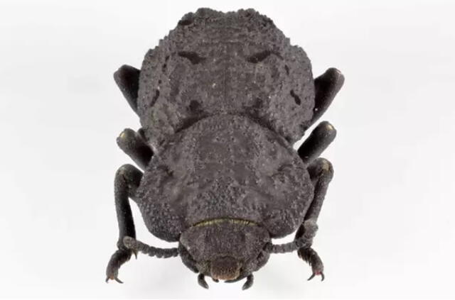 El diabólico escarabajo acorazado finge su muerte cuando se siente amenazado | Foto: Jesús Rivera / UCI - Archivo