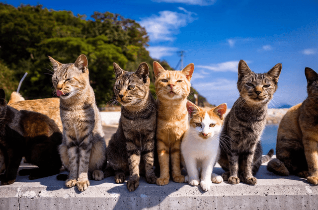 Clara Tobón había adoptado a siete gatos en su hogar. Foto: difusión