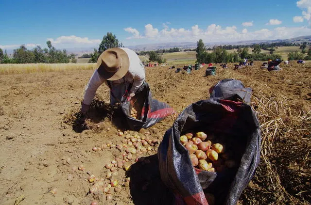  INEI: El 88% de la agricultura familiar en el Perú es de subsistencia. Foto: difusión   