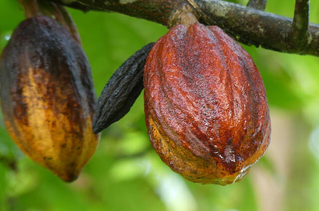  El cacao se cultiva principalmente en regiones tropicales alrededor del mundo. Foto: Diana Padrón/Flickr 