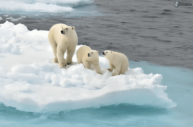  Los animales del Ártico tuvieron que adaptarse físicamente para sobrevivir a temperaturas extremadamente bajas. Foto: National Geographic   