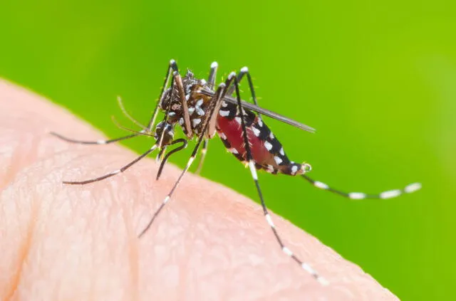  El incremento del dengue es una situación que se replica en países de América Latina. Foto: Gob.pe.    