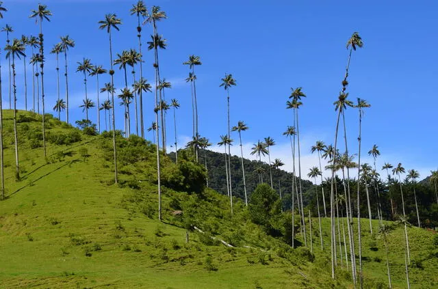  La Sala de Decisión Civil, Familia, Laboral, del Tribunal Superior del Distrito Judicial de Armenia, declaró al Valle del Cocora, en el municipio de Salento, en Quindío, como sujeto de derechos. Foto: Pixabay   