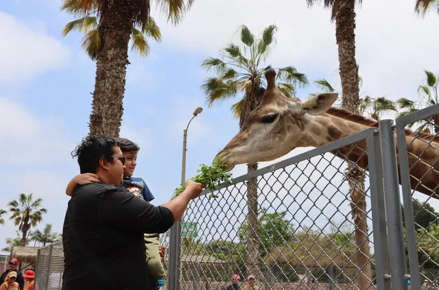 La jirafa Melman es la nueva atracción del zoológico de San Miguel. Foto: Parque de las Leyendas   