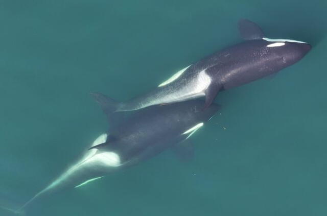 Las orcas realizan este comportamiento en grupos. Foto: Center for Whale Research   