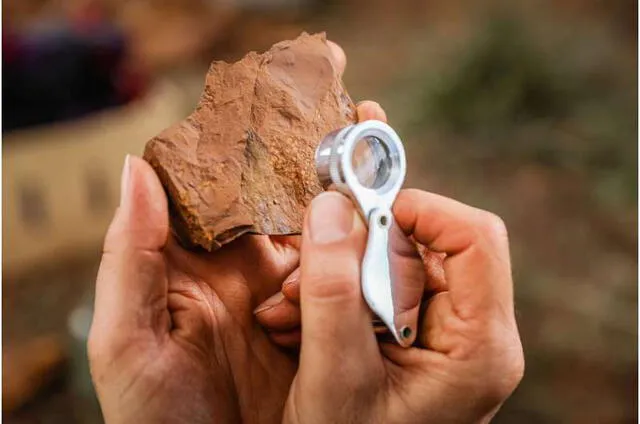 Los fósiles de flora y fauna del Mioceno fueron descubiertos en Nueva Gales del Sur, Australia. Foto: Salty Dingo
