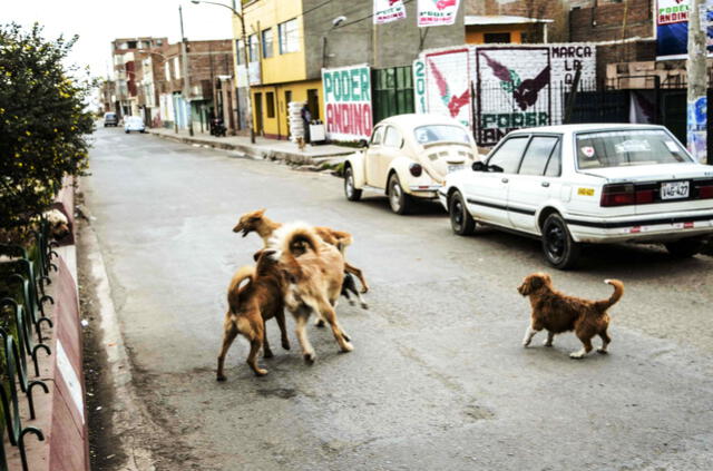Se contabilizan 320 casos de mordedura de perros en la ciudad de Juliaca. Foto: La República Juan Carlos Cisneros