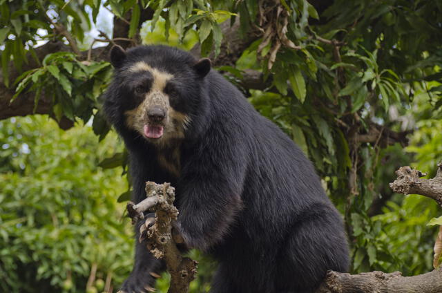 Oso andino o de anteojos. Foto: Andina