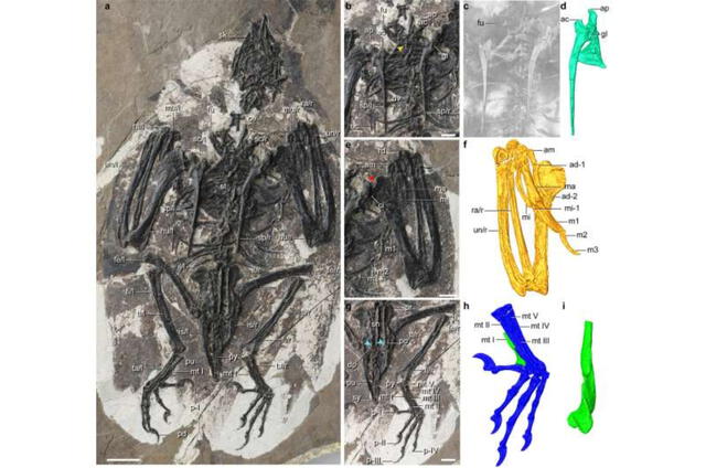 Fósil completo de Cratonavis zhui. Foto: Wang Ming / Nature Ecology & Evolution