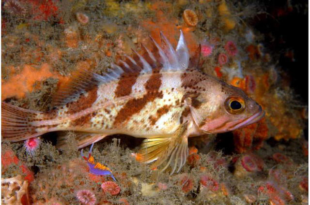 Sebastes dallii es la especie de pez roca que menos tiempo puede vivir. Foto: K. Lee