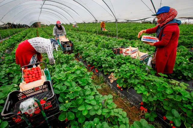  Los agricultores de fresas desempeñan un papel crucial en la cadena de suministro de esta popular fruta, que es valorada por su sabor y beneficios para la salud. Foto: EFE Agro   