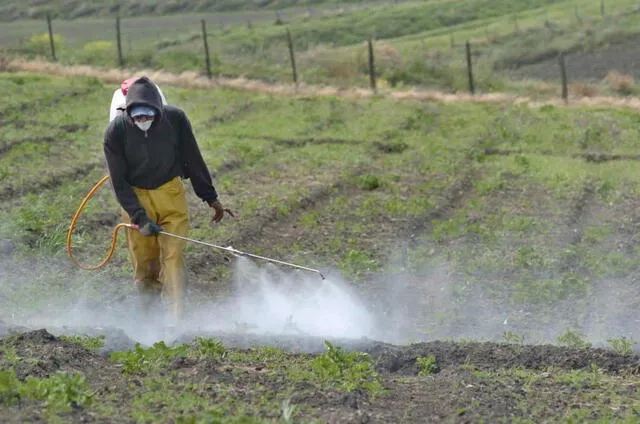  Los fertilizantes mejoran el estado de salud de las plantas y aumentan la producción de las cosechas. Foto: Biofábrica Siglo XXI.    