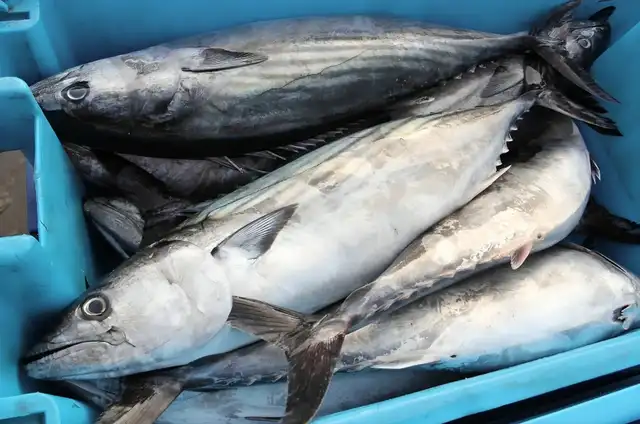 Tres naciones latinoamericanas reúnen más del 50 % de la producción regional de especies acuáticas. Foto: Andina. Tres naciones latinoamericanas reúnen más del 50 % de la producción regional de especies acuáticas. Foto: Andina.