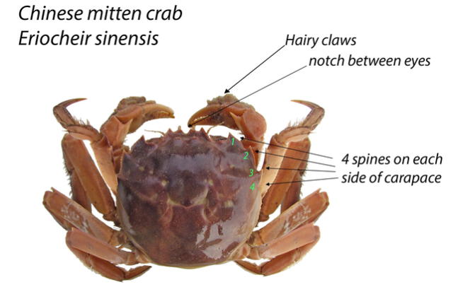  How to identify a Chinese mitten crab. Photo: Oregon Department of Fish and Wildlife   