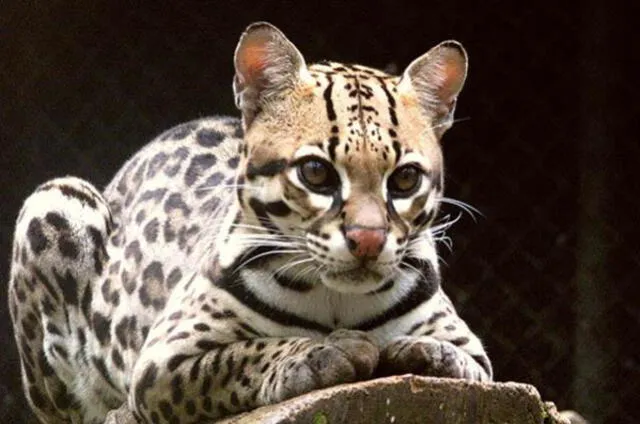 ocelote