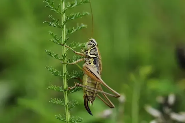 Saltamontes Saltamontes