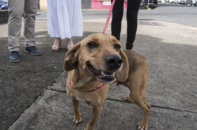 La exdueña de "Campeón", un tierno perro que fue maltratado cuando tenía tan solo seis meses, fue absuelta este viernes. Foto: