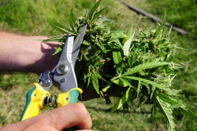 Colombia exportará marihuana legalmente a Canadá