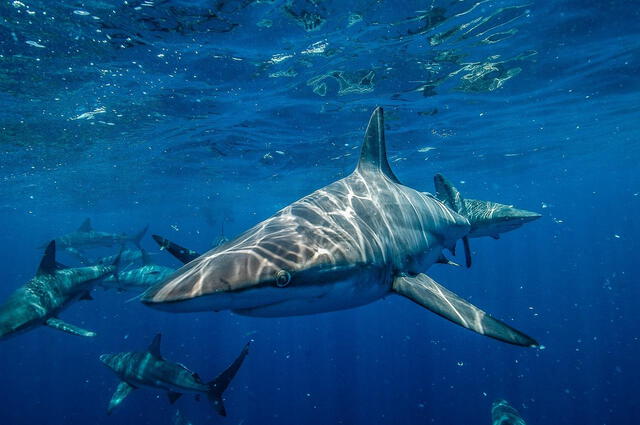  Los tiburones son otros de los animales marinos que no duermen. Foto: Ecología Verde<br>    