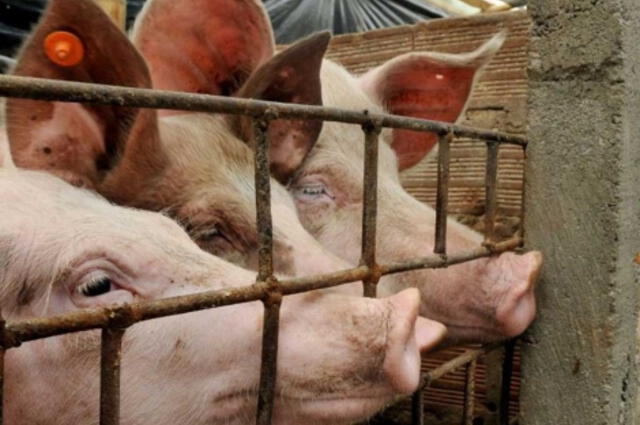  Carne de cerdo. La deflación en China anticipa la necesidad de nuevos estímulos para impulsar la demanda. Foto: EFE    