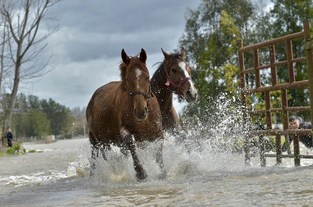 Habitantes de la ciudad de Cabrero, en la Región del Biobío, trasladando a sus caballos a terrenos más elevados. Foto: AFP   