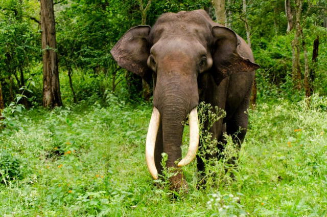  Se estima que los elefantes asiáticos comparten genes con los mamuts lanudos. Foto: Bioenciclopedia   