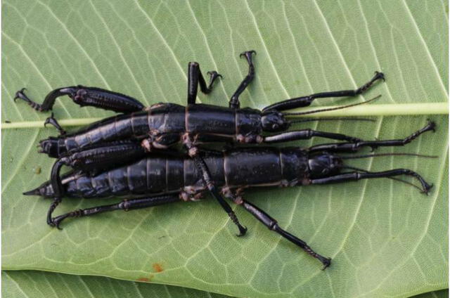 El insecto palo de la isla de Lord Howe es considerado un símbolo de la fragilidad del ecosistema del lugar. Foto: Rohan Cleave/Zoológico de Melbourne   