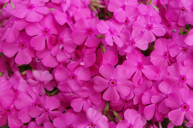  Phlox subulata es una flor nativa de América del Norte. Foto: Pixabay   
