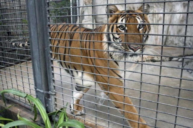 Cabe destacar que esta reforma no se aplica a los 18 zoológicos privados que aún operan en el país. Foto: Vecteezy   