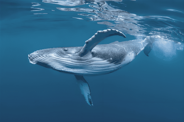 Pueden habitar tanto en aguas saladas como en zonas tropicales, templadas e incluso polares. Foto: National Geographic   