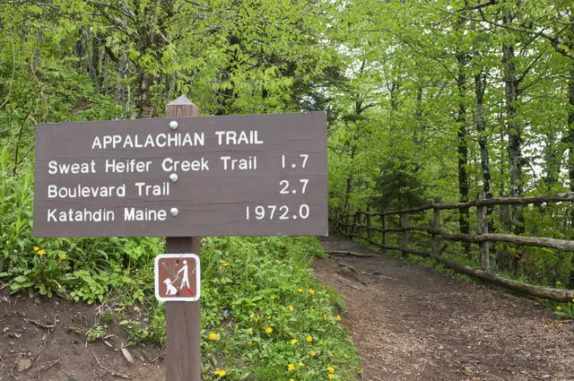 La Diphylleia grayi florece en las montañas Apalaches, en Estados Unidos, único país de América en donde crece.