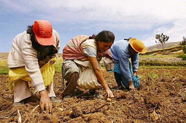  Mujeres sembrando papa en la chacra. Foto: Andina   