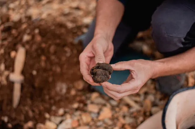  Argentina se ha posicionado en el mercado de trufas en Sudamérica. Foto: Trufalia.    