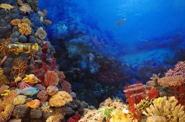 La salinidad del mar resulta de procesos naturales como el transporte de minerales por ríos y la actividad volcánica, según el investigador Antonio Figueras del Instituto de Investigaciones Marinas. Foto: fundacionaquae   