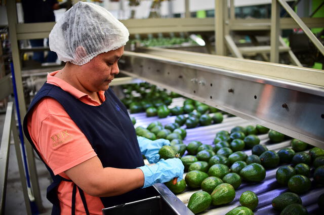 La estrategia también contempla incentivos fiscales para atraer inversiones extranjeras y promover la transferencia de industrias de Asia a México. Foto: AFP   