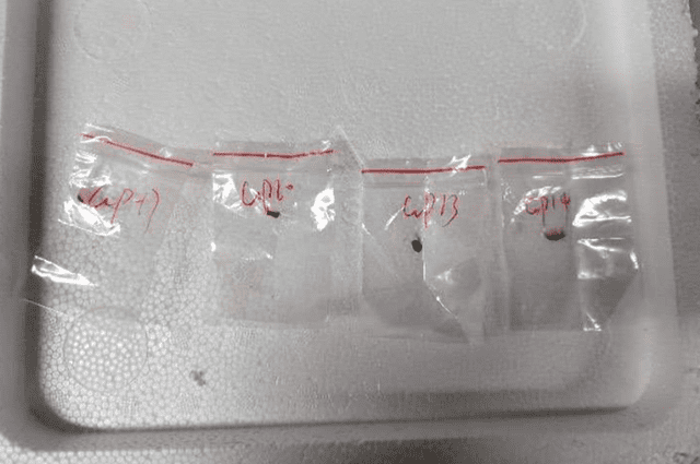 A Chinese couple of researchers was found trying to smuggle Fusarium Graminearum. Photo: U.S. District Court A Chinese couple of researchers was found trying to smuggle Fusarium Graminearum. Photo: U.S. District Court