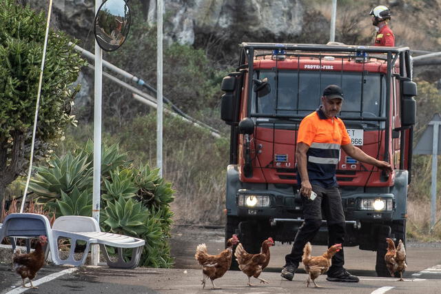 Voluntario dispersando gallinas ante el avance de la lava en Todoque, La Palma. Foto: El País