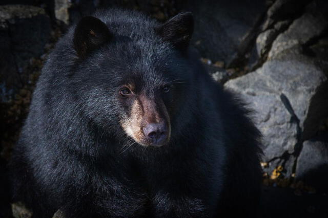 oso negro