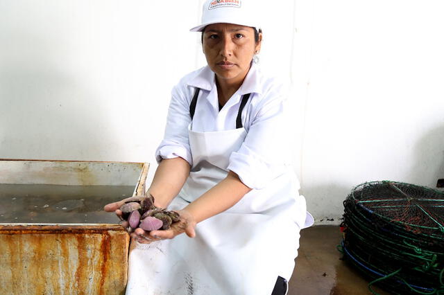 Por primera vez siembran 30 mil semillas de concha de abanico en Tacna [FOTOS]