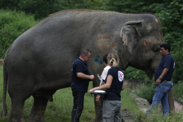El 'elefante más triste del mundo' recibe el permiso médico para abandonar el zoológico