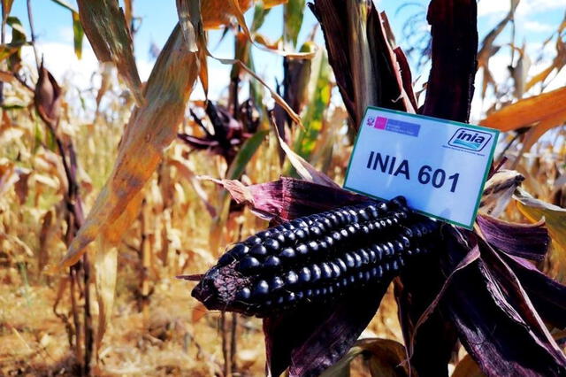 El maíz morado INIA 601 fue desarrollado por especialistas del Instituto Nacional de Innovación Agraria (INIA) de Cajamarca. Foto: Andina