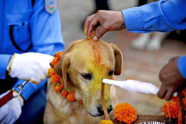 ¿Qué es el festival Kukur Tihar en Nepal y por qué celebra y honra a los perros?